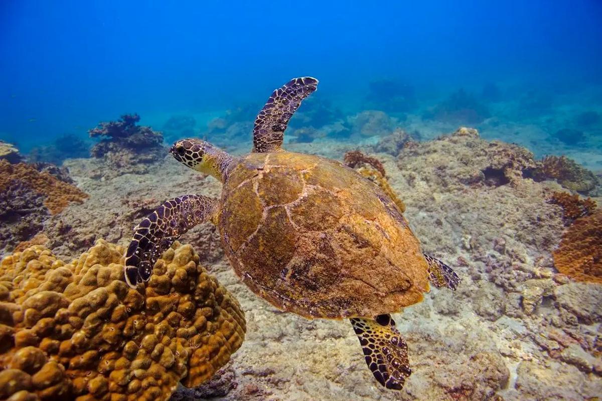 Las tortugas costarricenses, patrimonio biológico del país