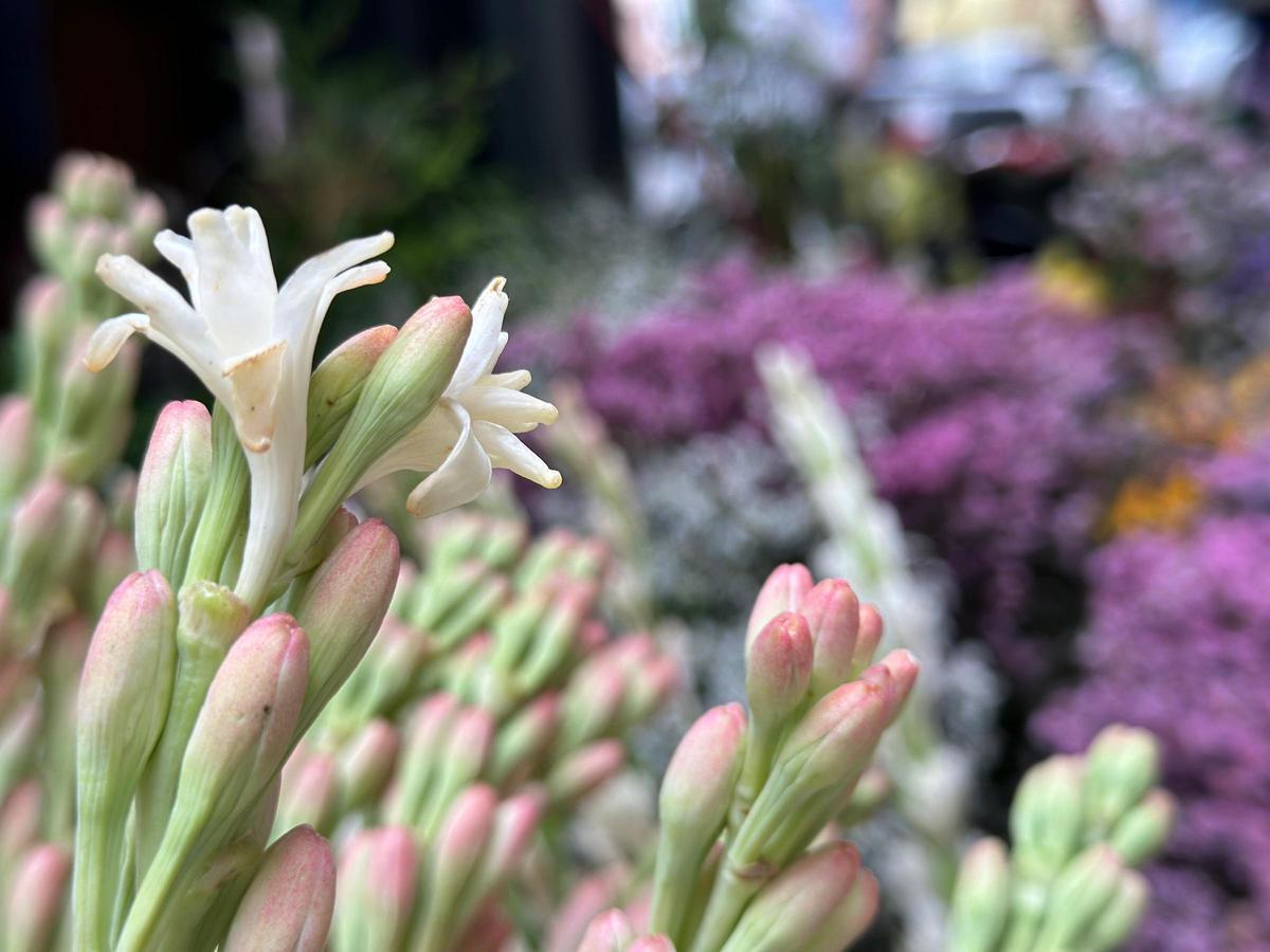 Nardos de la Floristería Alfalfa.