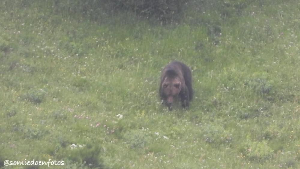 Avistamiento de osos en celo en Pola de Somiedo