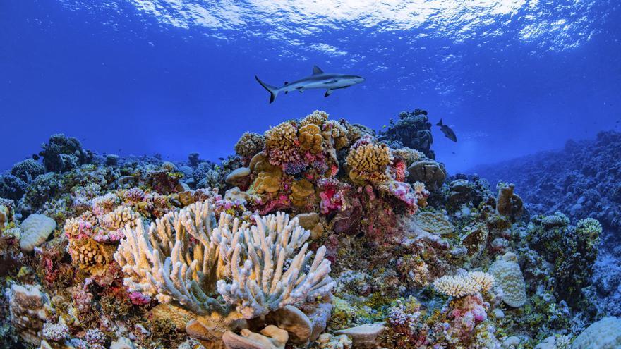 Los tiburones están abandonando los arrecifes de coral estresados por el calentamiento del mar