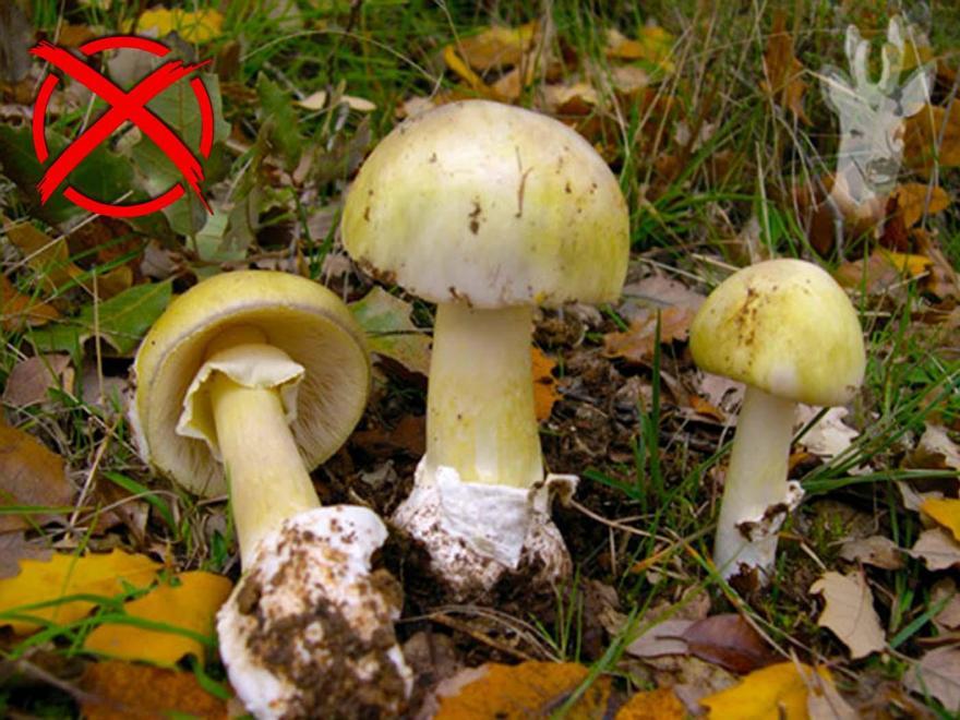 01-Amanita phalloides.jpg