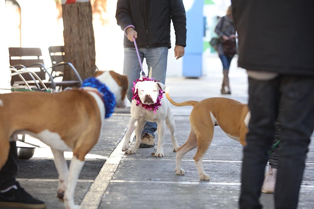 Es Mercat Vell acoge una jornada de adopción responsable promovida por el Centro de Protección Animal de sa Coma.