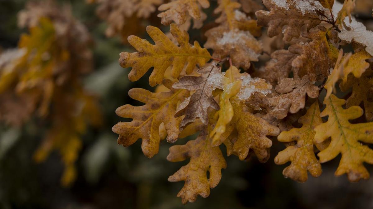 El follajhe de los hayedos se cubre de escarcha e otoño