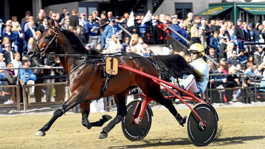 Internationale Berühmtheit: Trébol mit Trainer Biel Pou bei einem Rennen in Oslo.