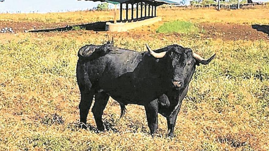 El Grao suma un toro este año y embolará un victorino en Sant Pere