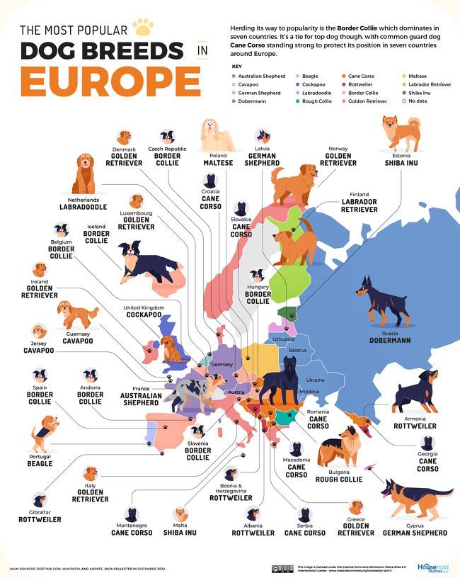 Empatan como perro más popular el Border Collie y el Cane Corso