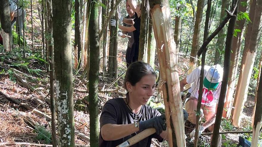 Golpe seco de Moaña a la invasión de acacias