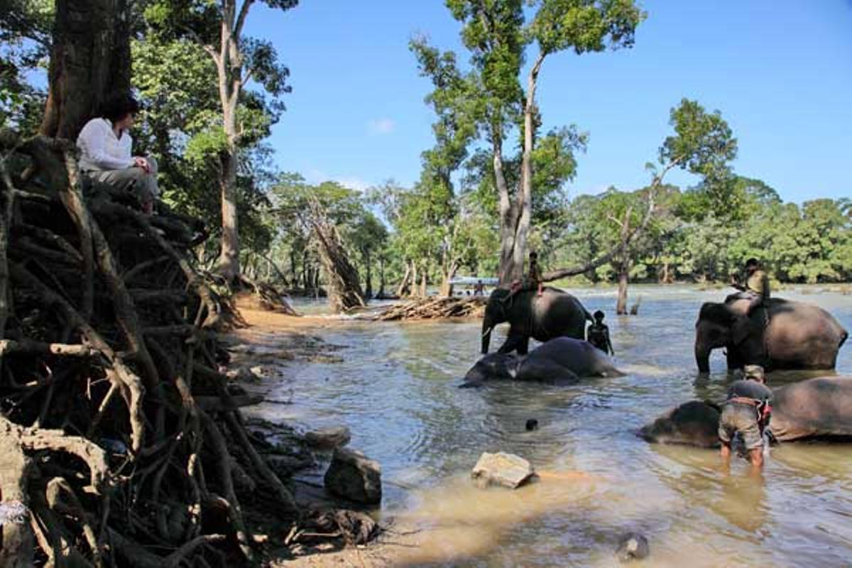 Campamento de elefantes Dubare.