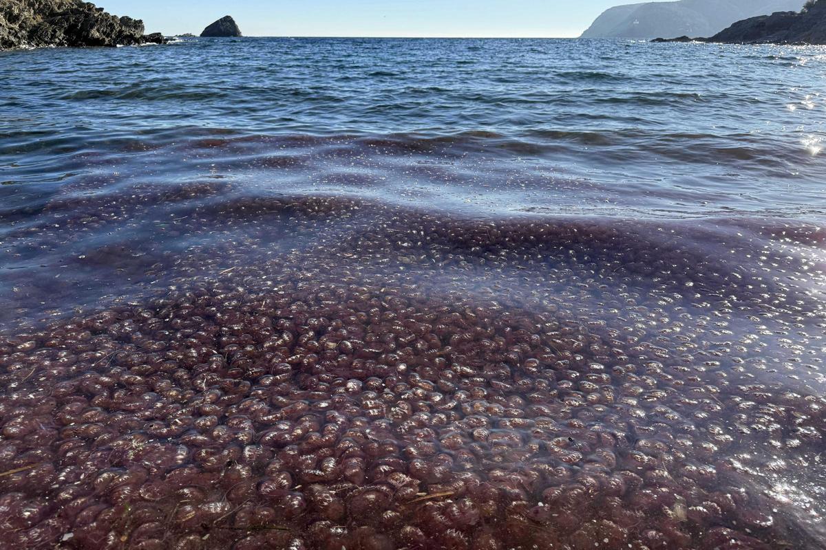 Les meduses formen una capa compacta a la vora del mar després de ser arrossegades pel vent de mar.