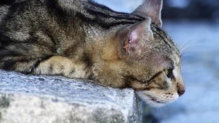 La gente que daña a los gatos callejeros no llega a entender que ese es el territorio de esos animales.