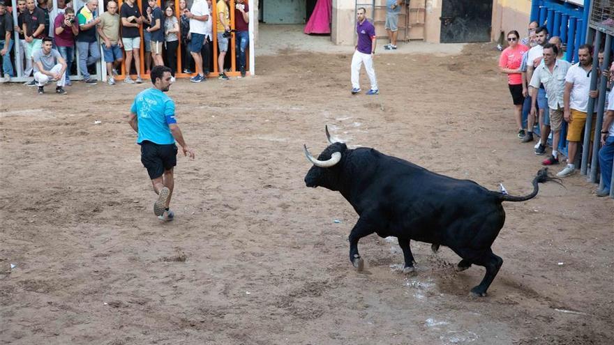 Almassora exhibirá 14 toros cerriles durante las fiestas de Santa Quitèria