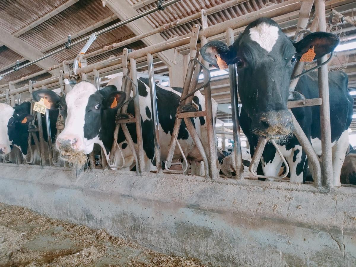Vacas de Ganadería Bello