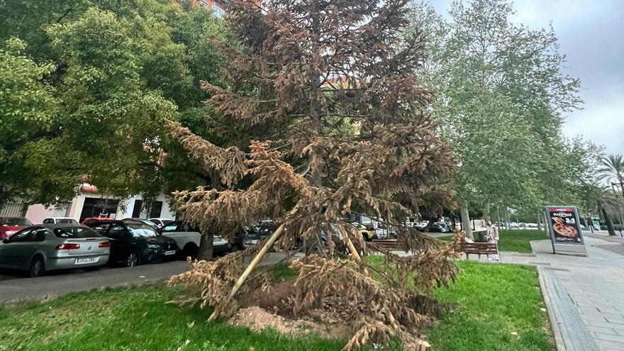 El abeto se ha secado tras ser trasplantado a un jardín.