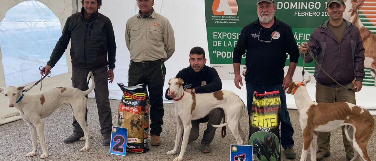 Los podencos ibicencos triunfan en Cuenca | D.I.