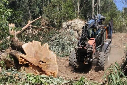 La caída de un gigante