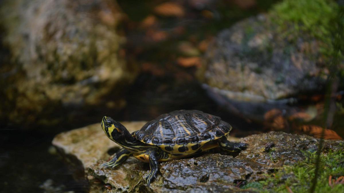 Las tortugas que conquistan A Coruña: un refugio de alegría en el hospital