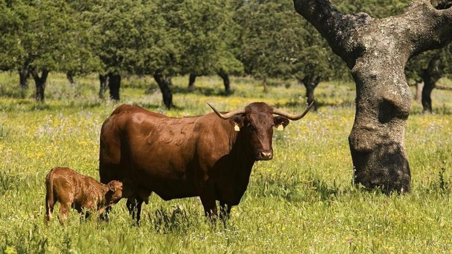 Europea permite aumentar la producción de Ternera de Extremadura