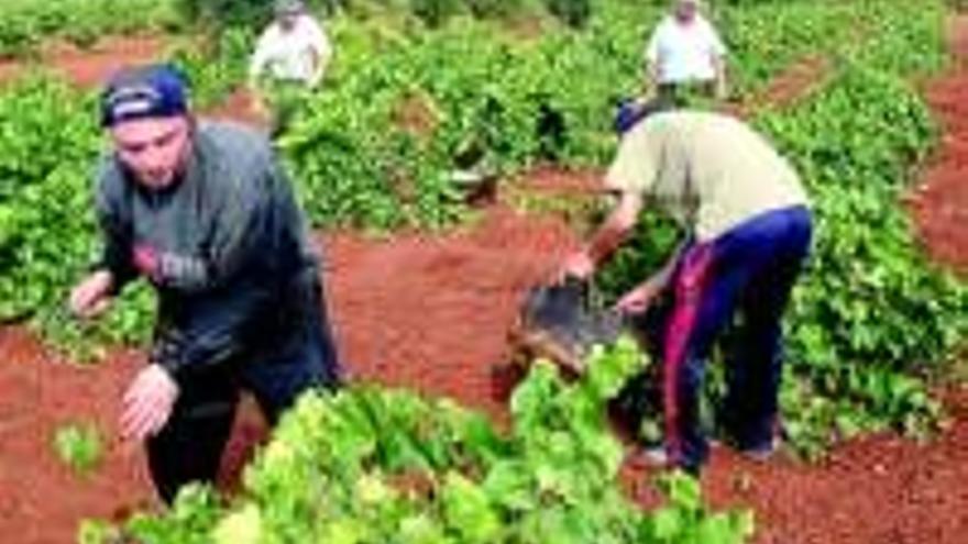 La agricultura ´salva´ el PIB extremeño