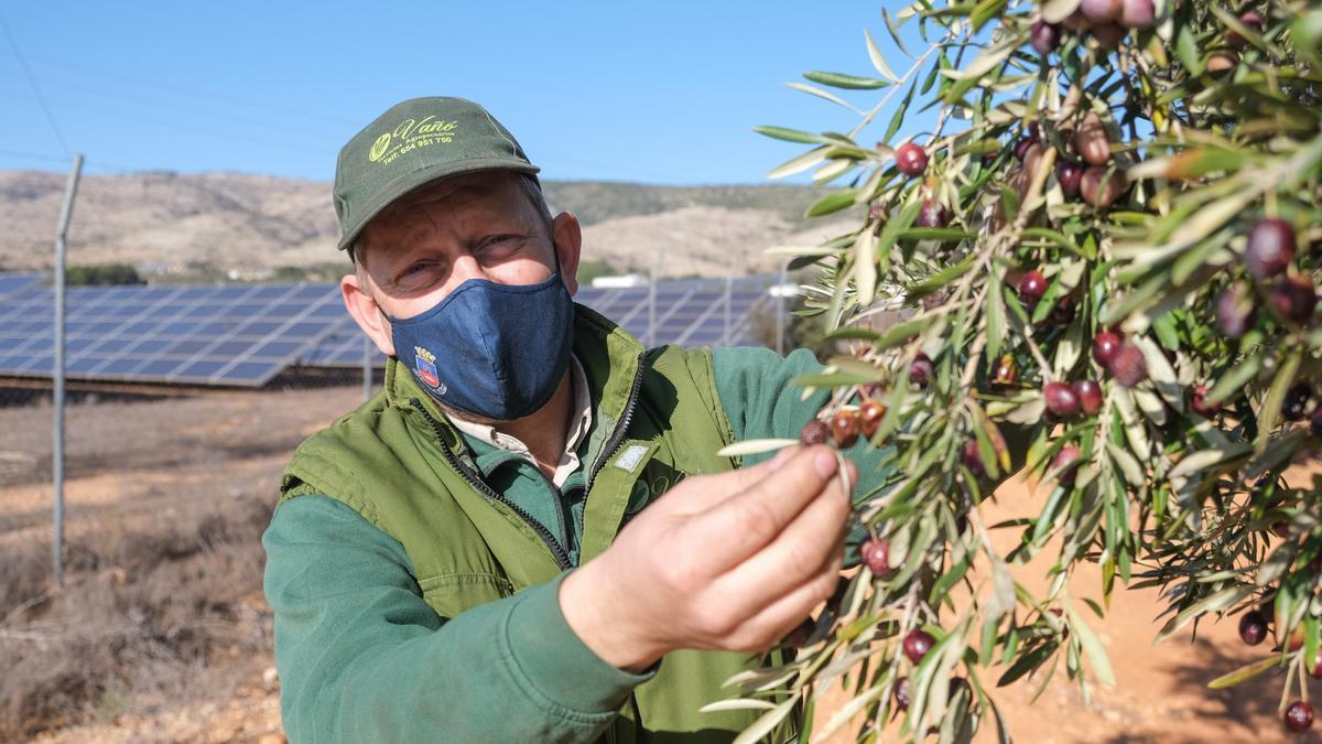 Paco Vaño, agricultor de Beneixama