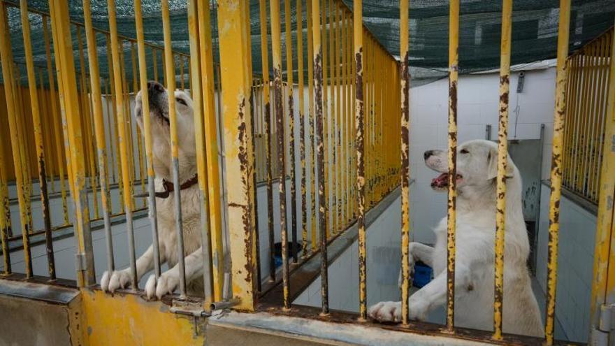 La empresa que gestiona la perrera de Badajoz defiende que los animales reciben la atención necesaria
