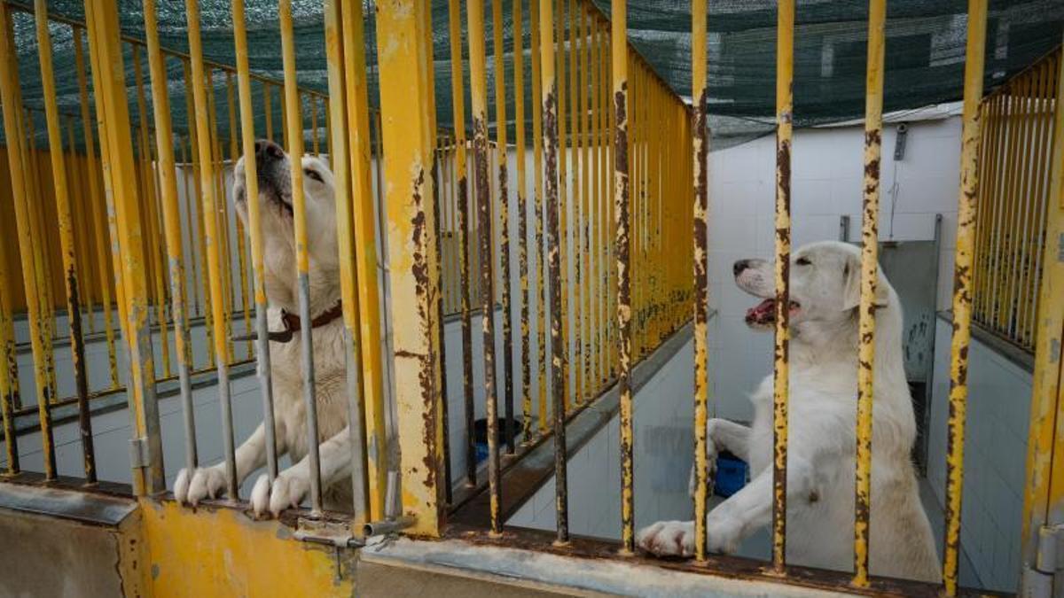Imagen de archivo de dos perros en el Centro de Protección Animal de Badajoz.