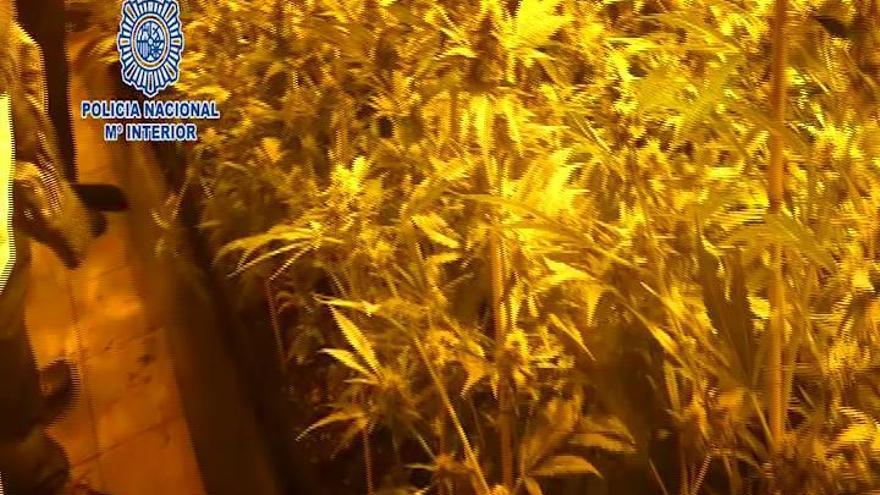 Desmantelan dos cultivos de marihuana con 1.250 plantas en Marbella