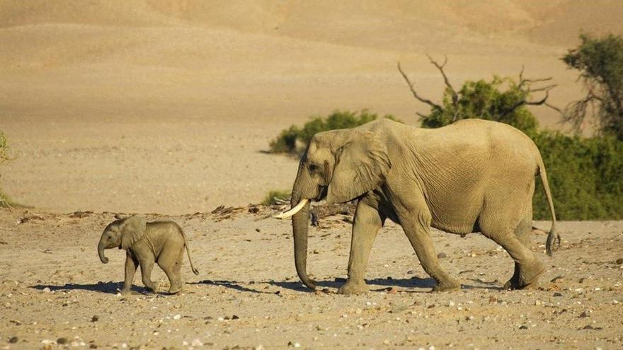 Una bacteria transmitida por el agua, responsable de la muerte de centenares de elefantes en Botsuana