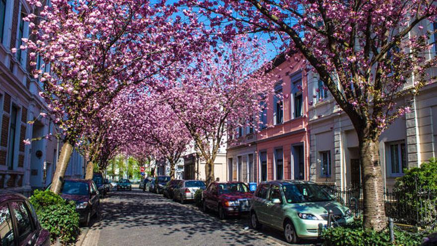 Los cerezos en flor de la calle Heerstraße, en Bonn.