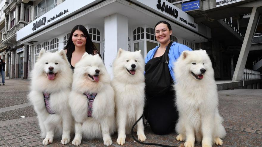 Sammy Pet Café: un local para todos los paladares y hocicos en A Coruña