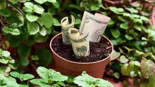 La planta del dinero: cómo cuidar este talismán verde para el hogar