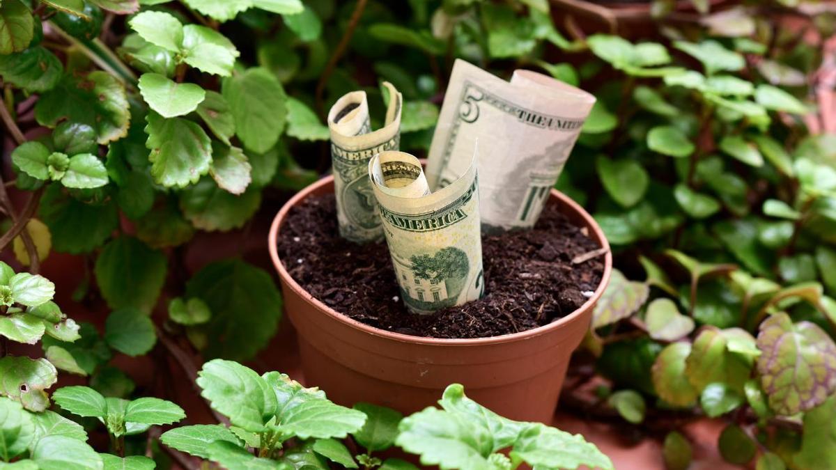 CÓMO CUIDAR LA PLANTA DEL DINERO | La planta del dinero: cómo cuidar este talismán verde para el hogar