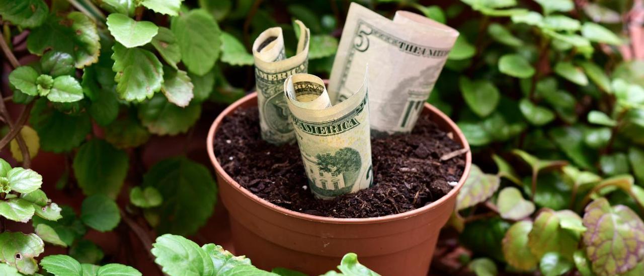 La planta del dinero: cómo cuidar este talismán verde para el hogar