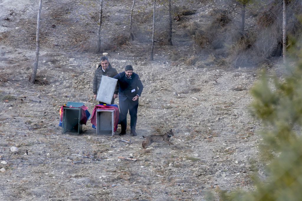 Las imágenes de la llegada de tres ejemplares de lince ibérico a las montañas de Lorca