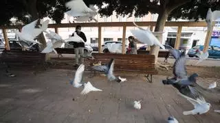 Elche utilizará repelentes y quimioesterilizantes para atajar las plagas de palomas