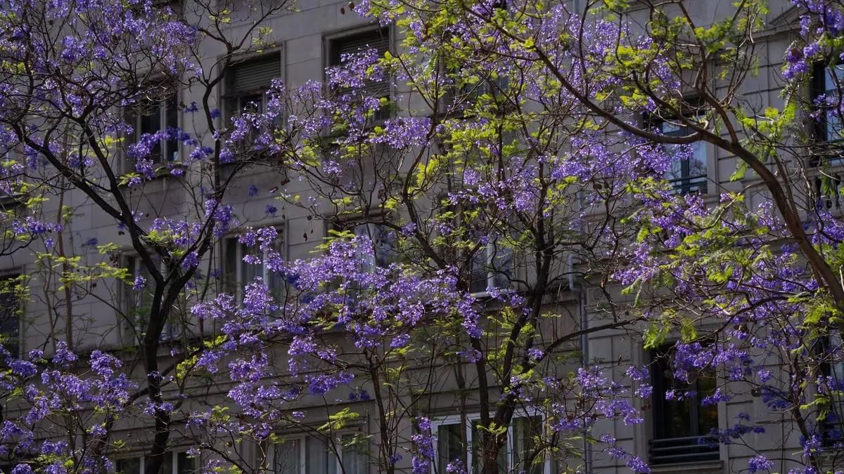 El centre de la capital té la meitat d’arbres que la perifèria