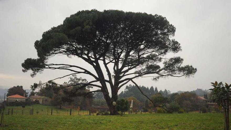 Portentoso pino piñonero que preside los jardines del Pazo do Cabido en Baión (Vilanova de Arousa). // Iñaki Abella