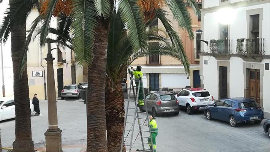 Una campaña de poda de árboles llega a calles, avenidas y colegios