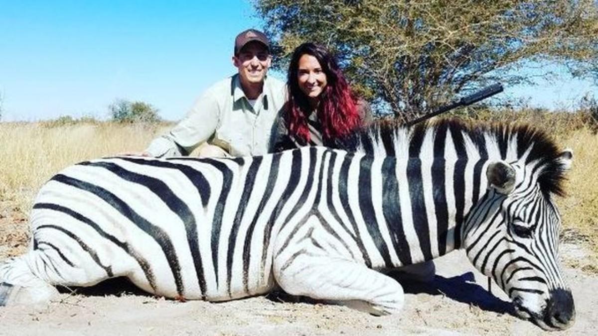 zebra zebra