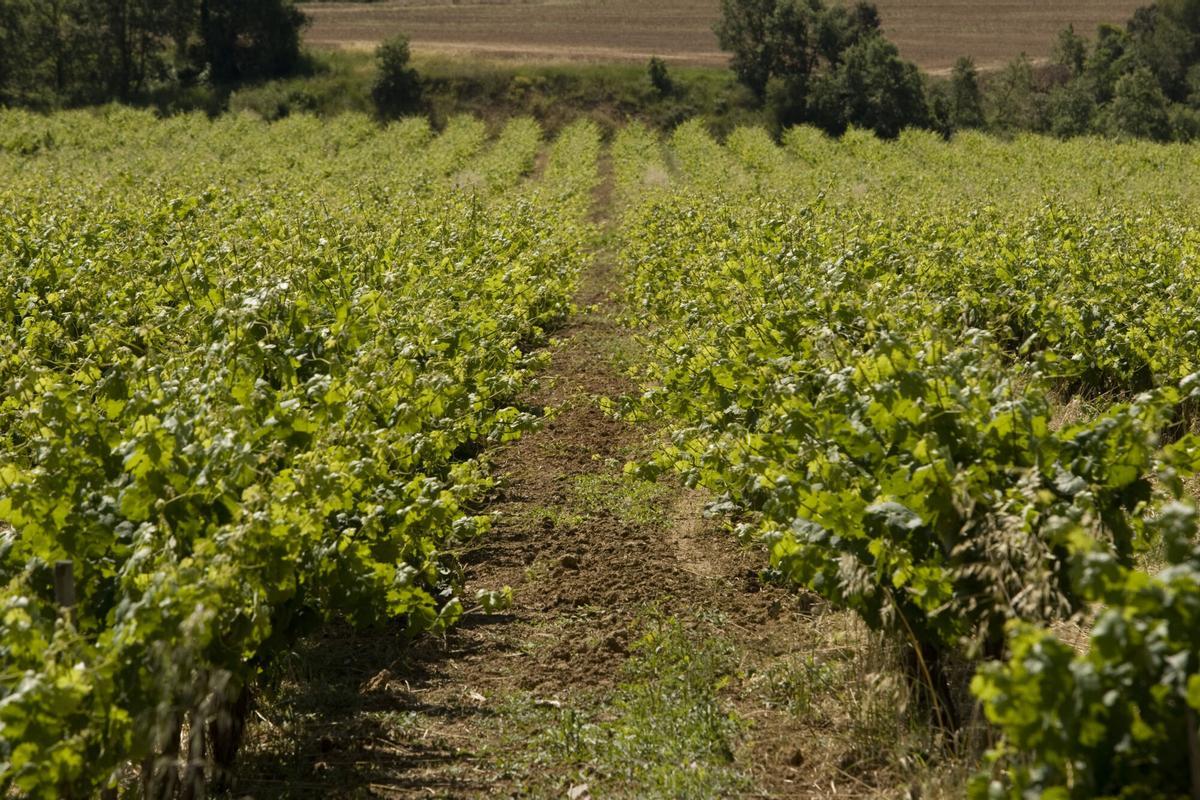 Viñas en Guardiola de Font-rubí (Alt Penedès).