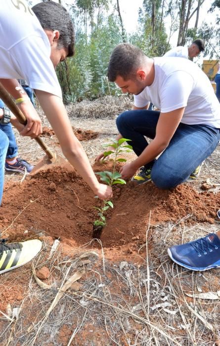 REPOBLACIÓN FORESTAL FONTANALES MOYA