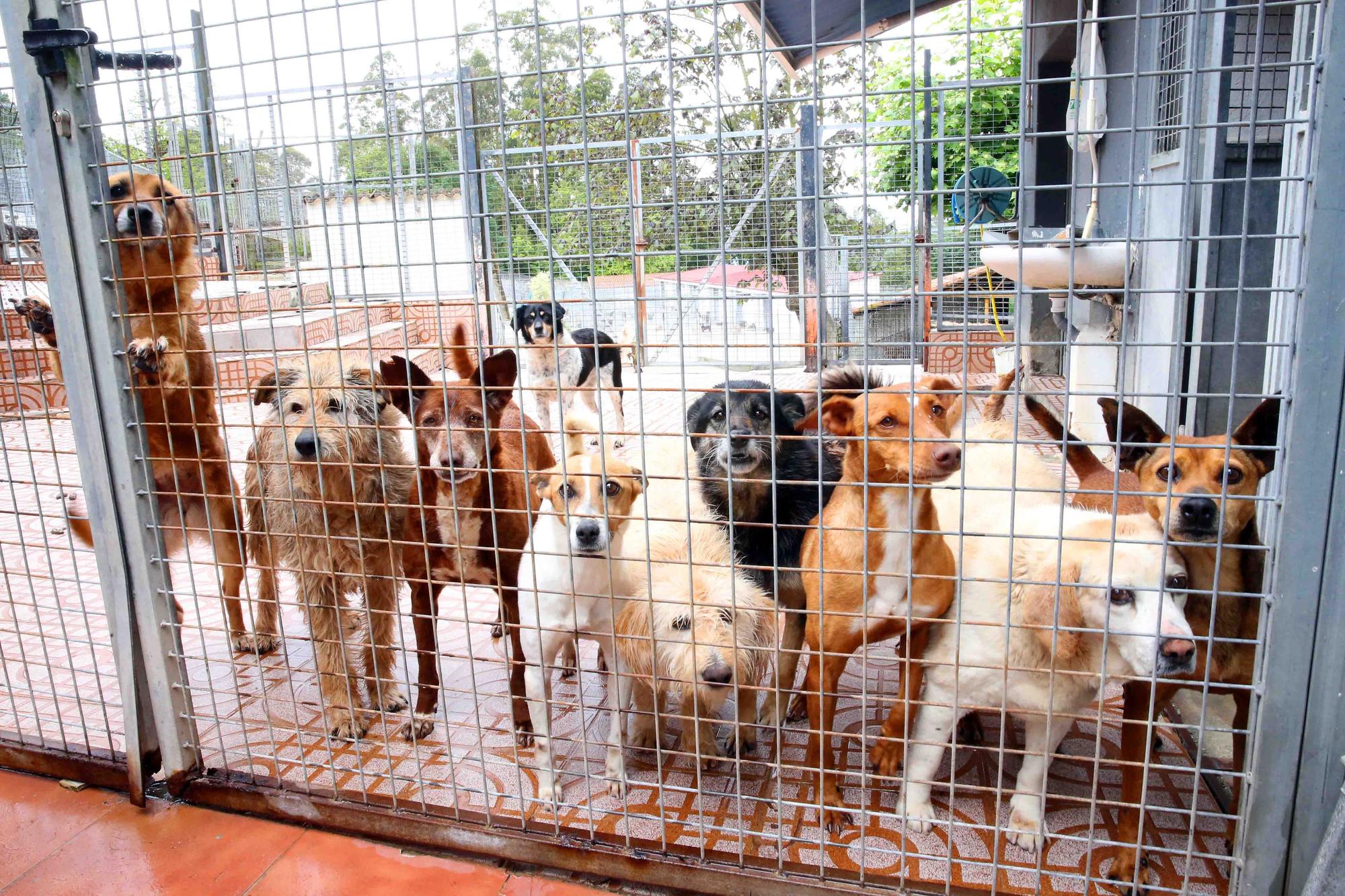 Animales que esperan una familia en el refugio de A Madroa