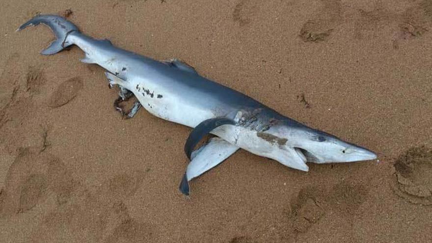 Hallan muerta una hembra de tiburón azul en la bahía de Luanco