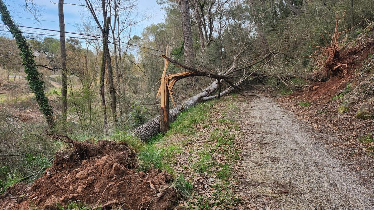El camí tapat per un arbre sobre la línia telefònica