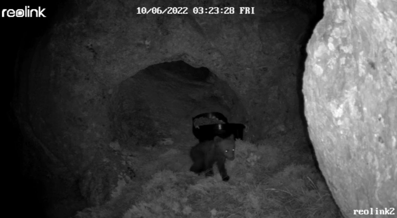 Vista tomada por las cámaras nocturnas del osezno saliendo de la cueva a comer.