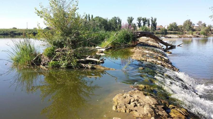 UPL pide la limpieza del cauce urbano del Duero