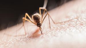 El dengue es una enfermedad infecciosa que se contagia a través de la picadura de un mosquito