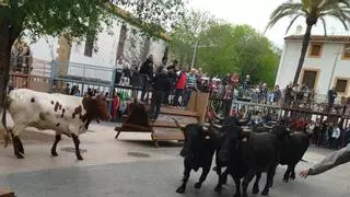Xàbia recupera el bou encaixonat després de 8 anys de no autoritzar-lo