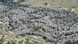 El desastre de los pinos muertos del Montgó, desde la Cova Ampla