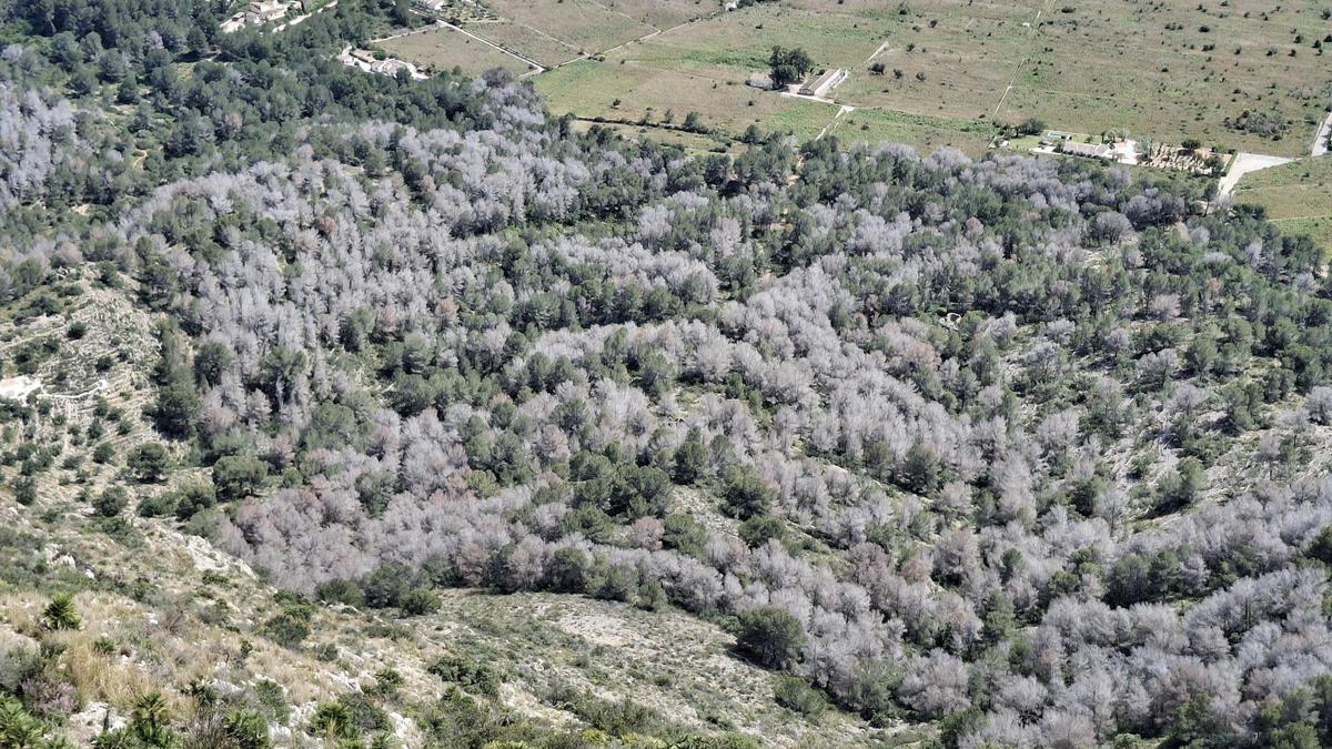 La imagen es elocuente: más de la mitad de los pinos se han secado.