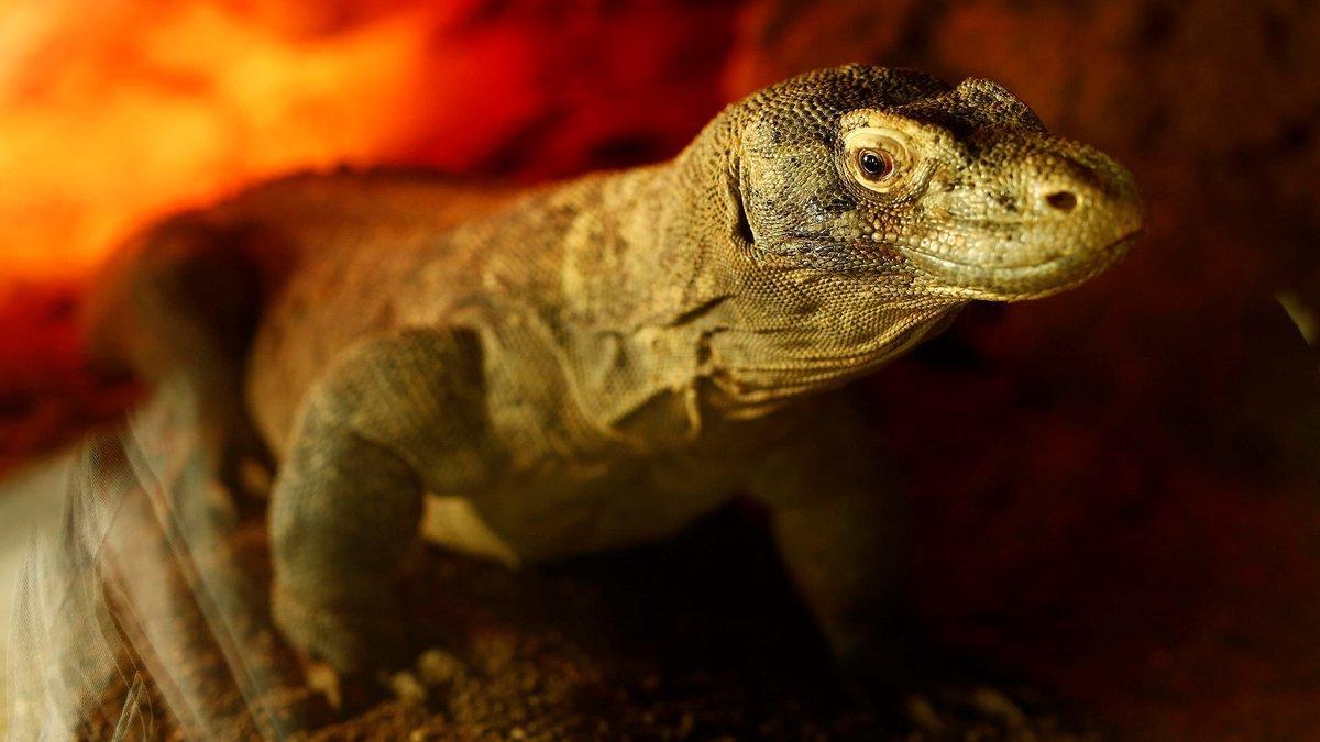 Un dragón de Komodo del zoo de Barcelona